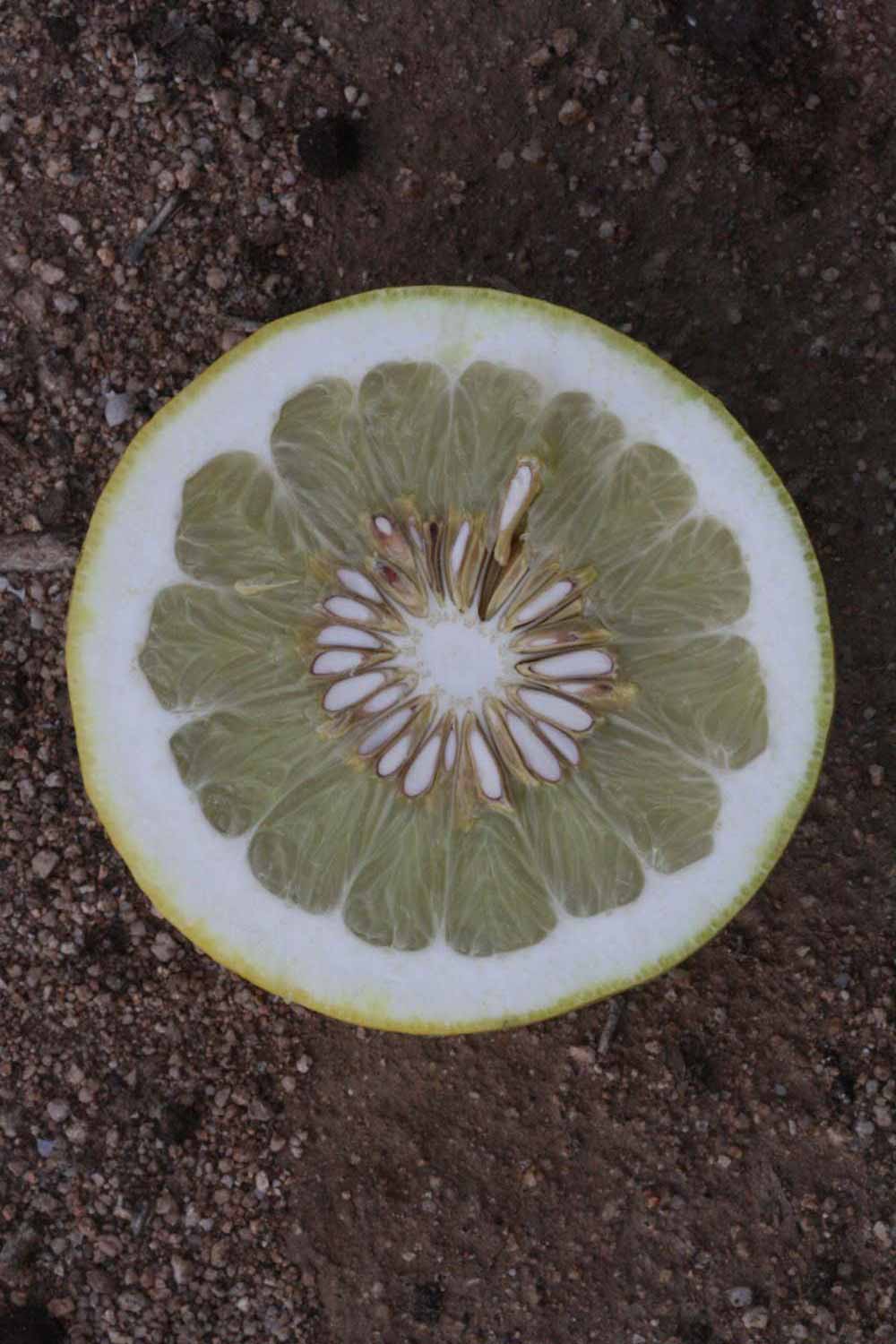            Fruit cross-section (Riverside, CA)   
